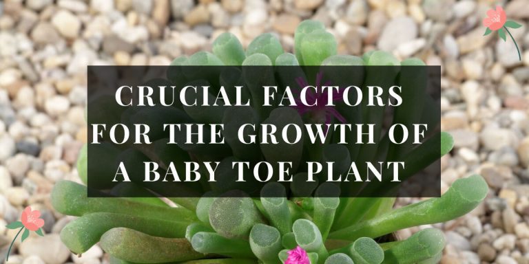 Baby Toe Plant