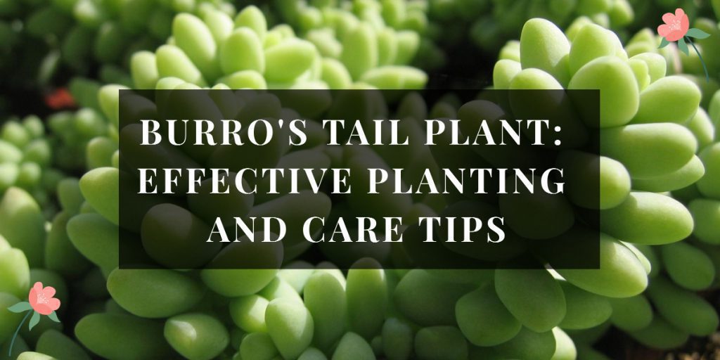 Burros Tail Plant