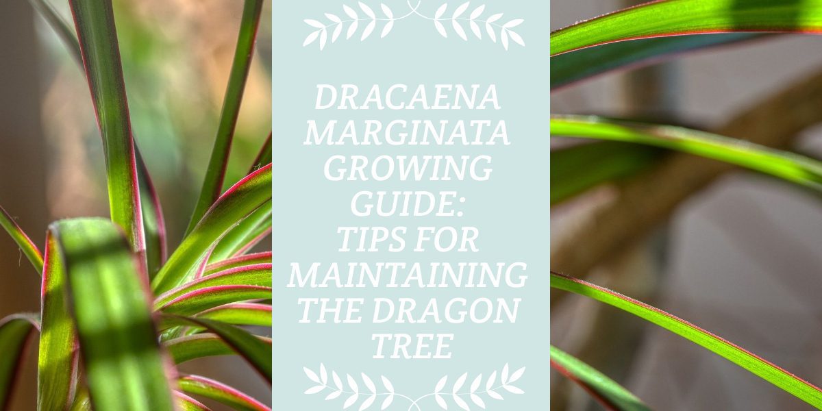 Dracaena Marginata Growing Guide