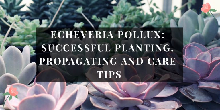 Echeveria Pollux Plant