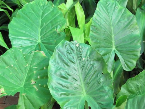 Elephant Ear Plant Pests and Diseases