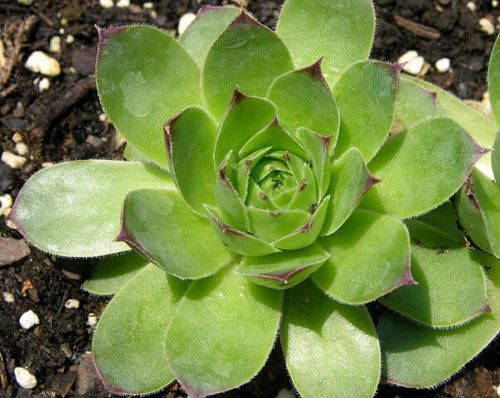 Growth Tips for Hens And Chicks Plant