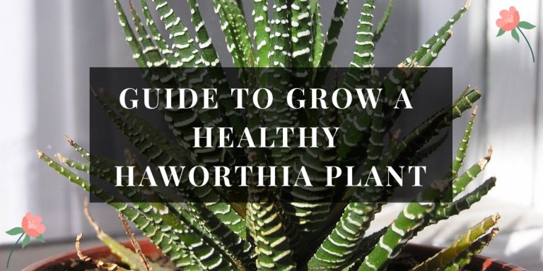 Haworthia Plant