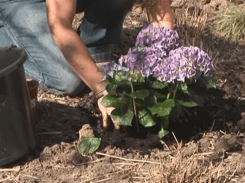 How to Plant Hydrangea Tree
