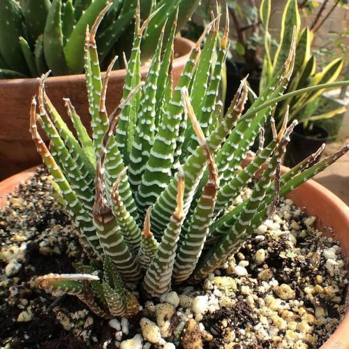 Insect and Pest Care of Haworthia Plant