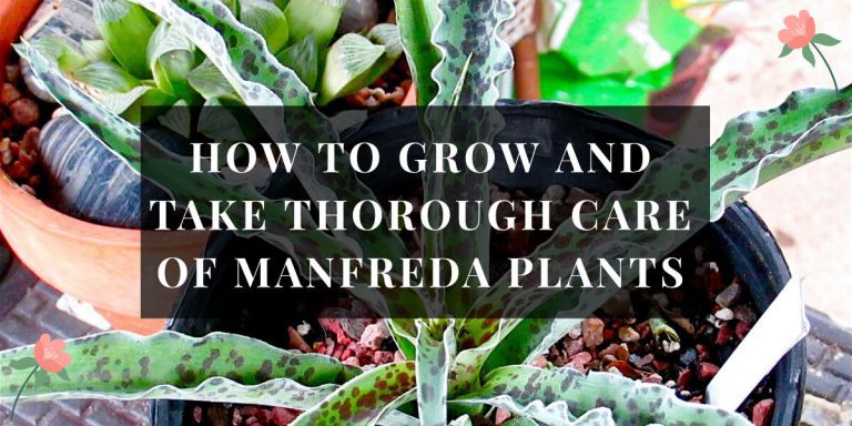 Manfreda plant
