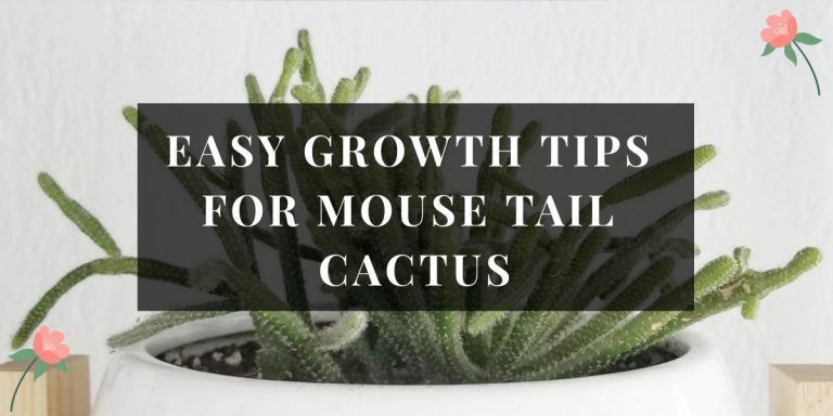 Mouse Tail Cactus