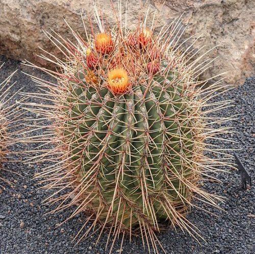 Pest and Insect Control for Ferocactus Plant