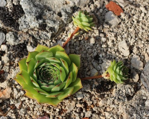 Planting and Propagation of a Hens And Chicks Plant