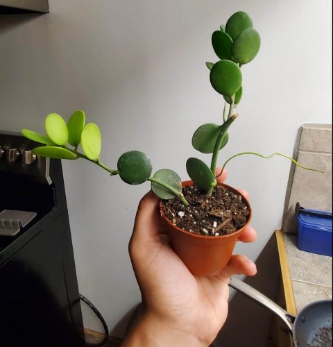 Propagation and Repotting of a Silver Dollar Vine Plant
