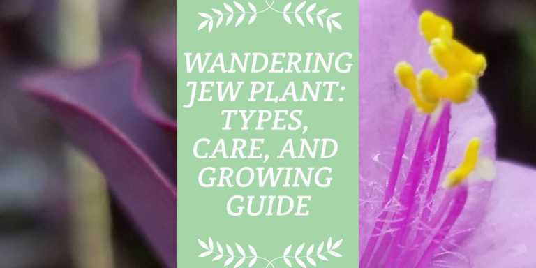 Wandering Jew Plant