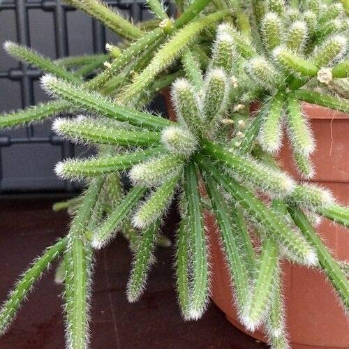 Where to Buy Mouse Tail Cactus