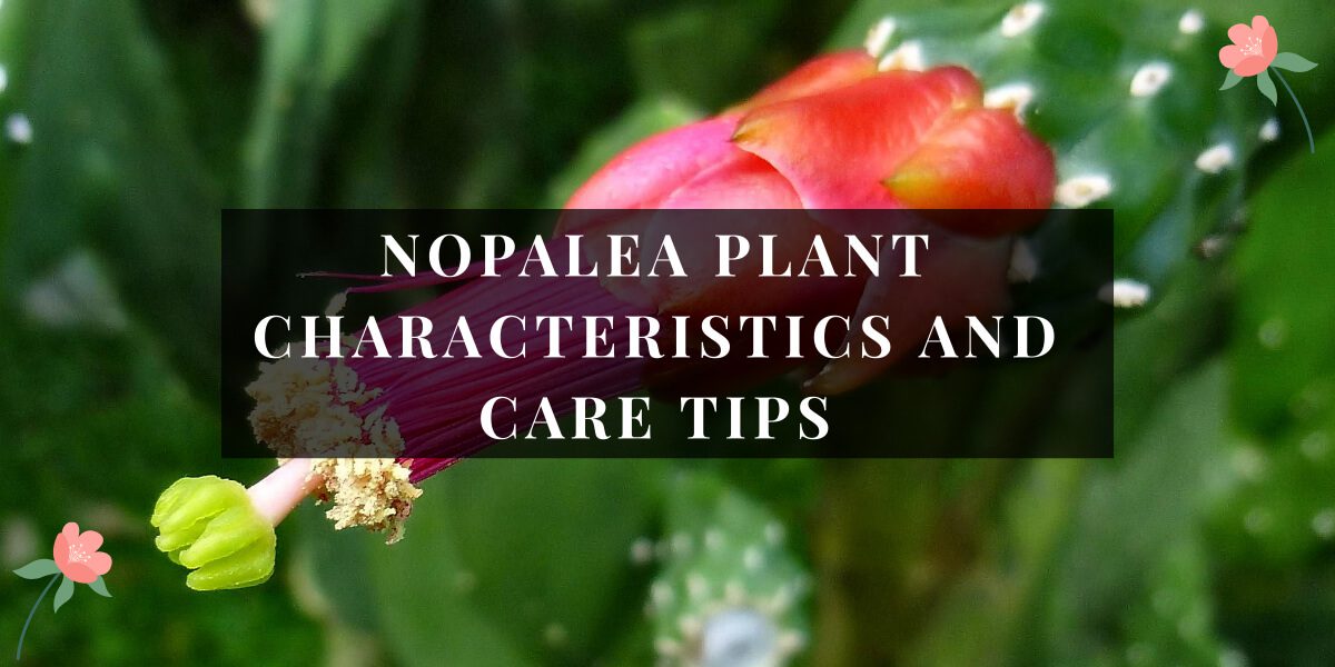 Nopalea Plant