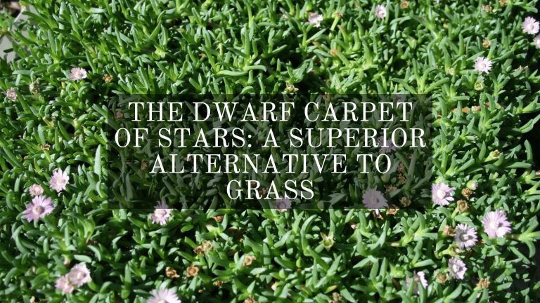 the dwarf carpet of stars