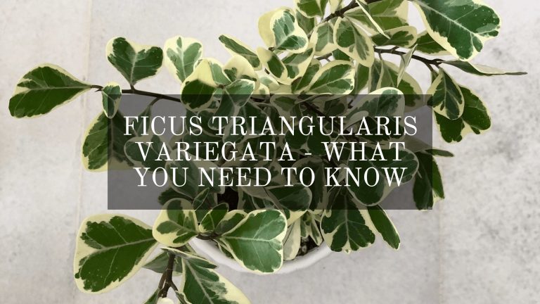 Ficus triangularis variegata