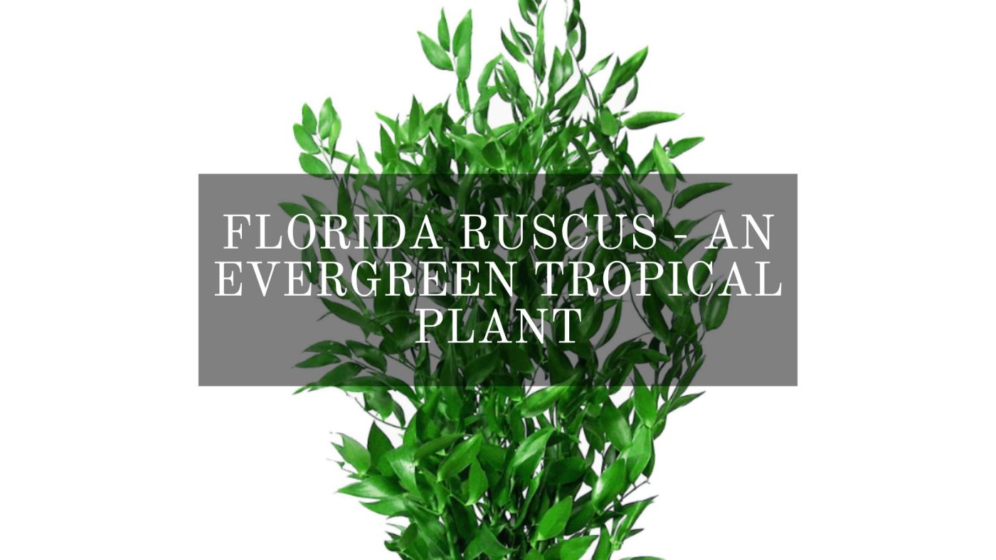 Florida Ruscus