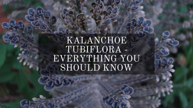 Kalanchoe Tubiflora