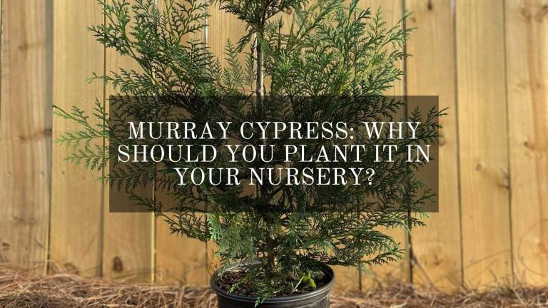 Murray Cypress
