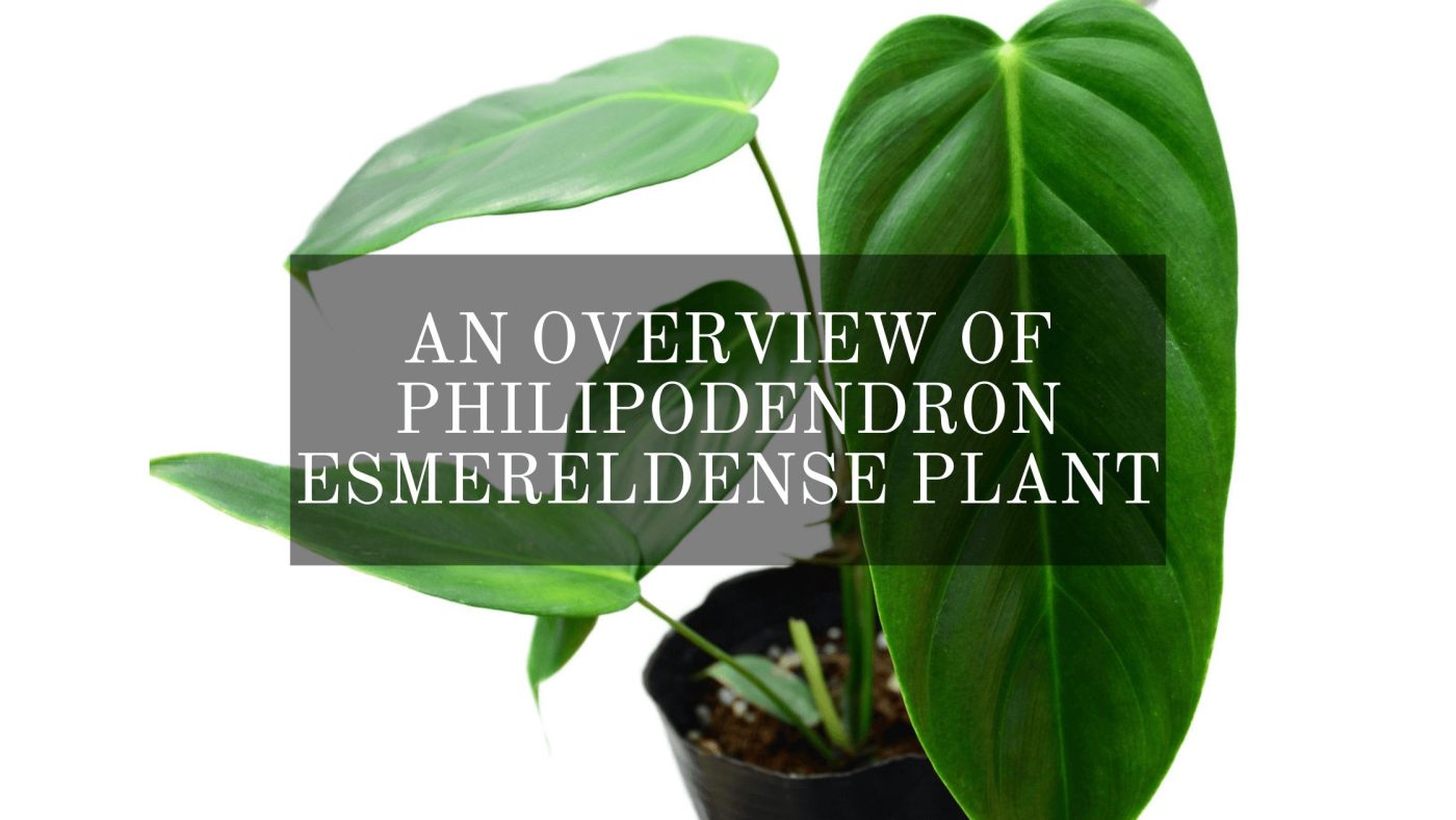 Philodendron Esmereldense