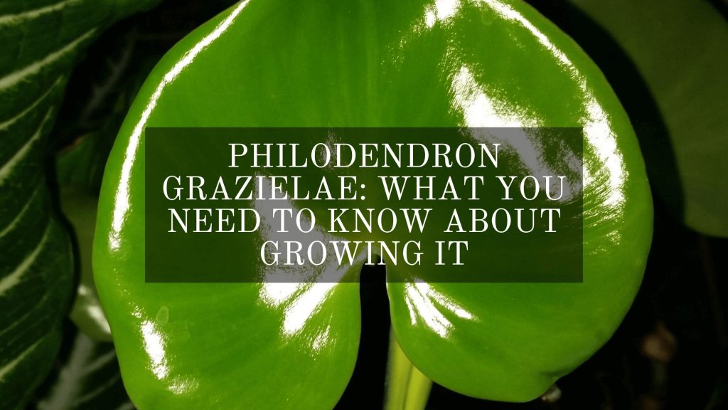 Philodendron Grazielae
