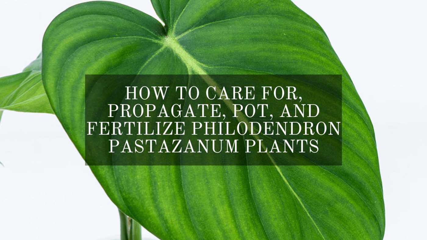 Philodendron Pastazanum Plants