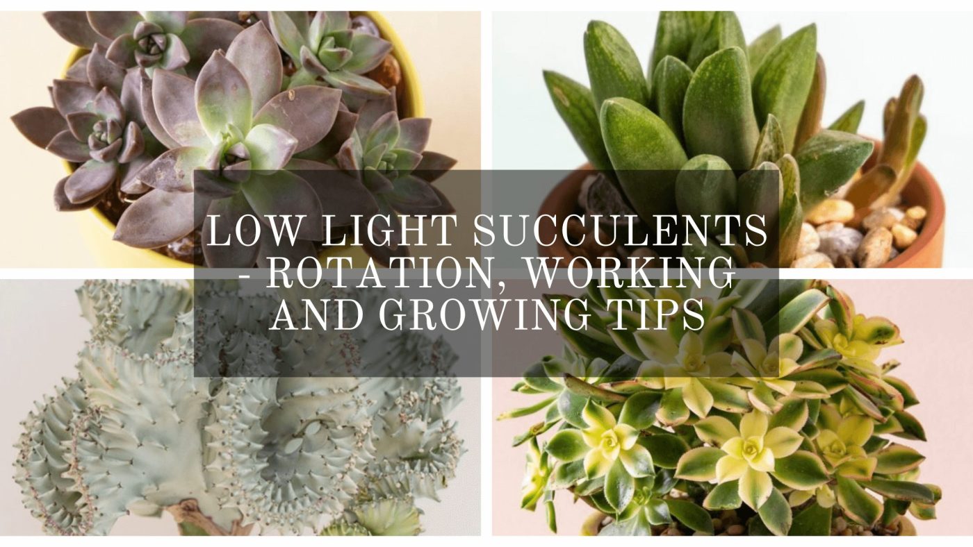 low light succulents