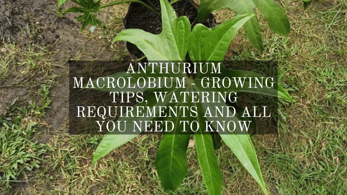 Anthurium Macrolobium