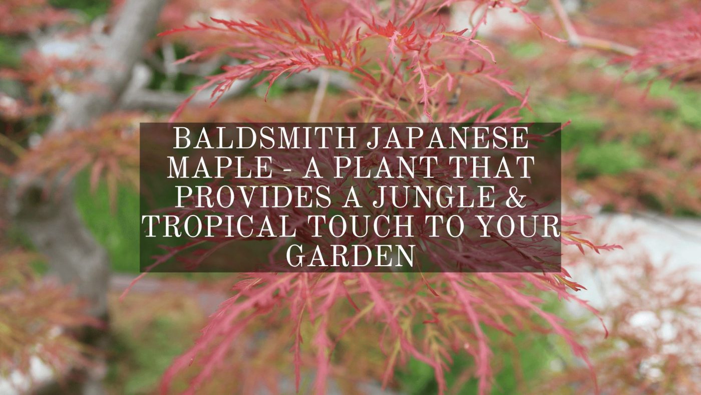 Baldsmith Japanese Maple