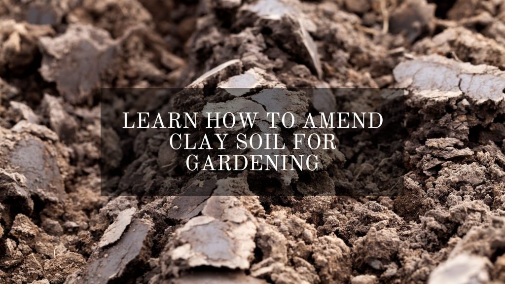 Clay Soil