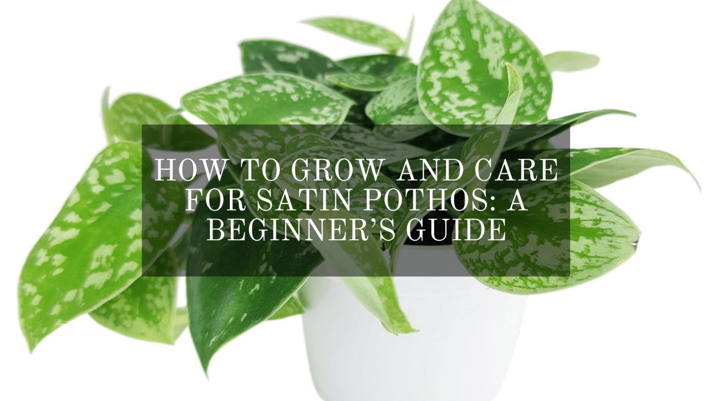 Care for Satin Pothos
