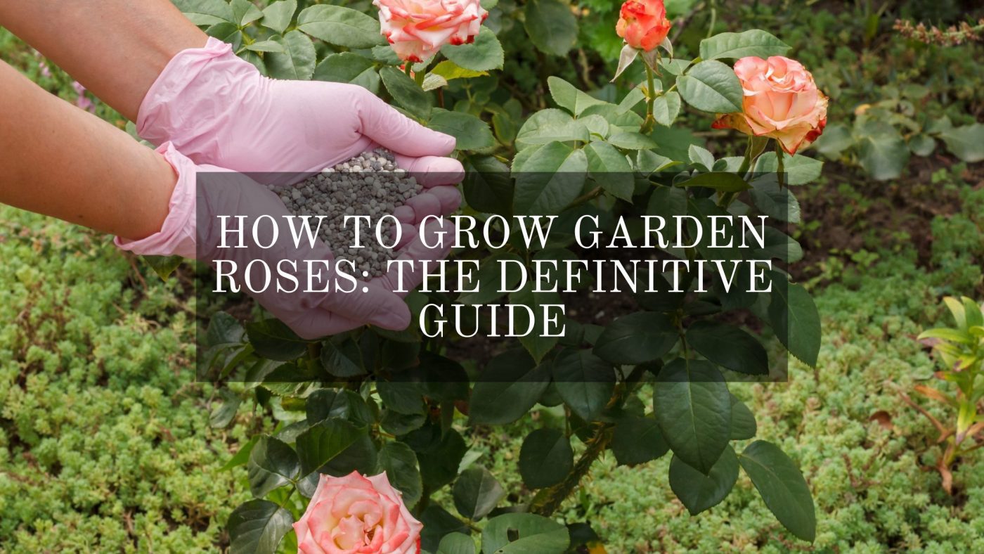 Grow Garden Roses