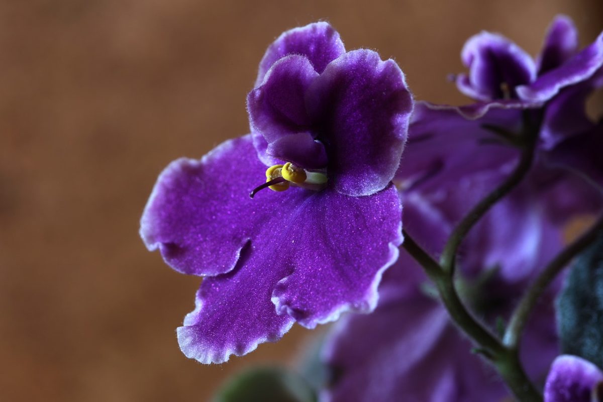 african-violets-1819021_1280