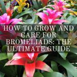 Care for Bromeliads