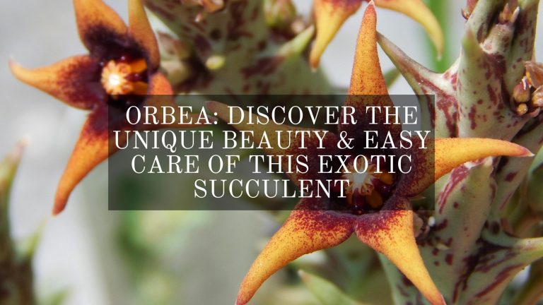 Orbea succulents