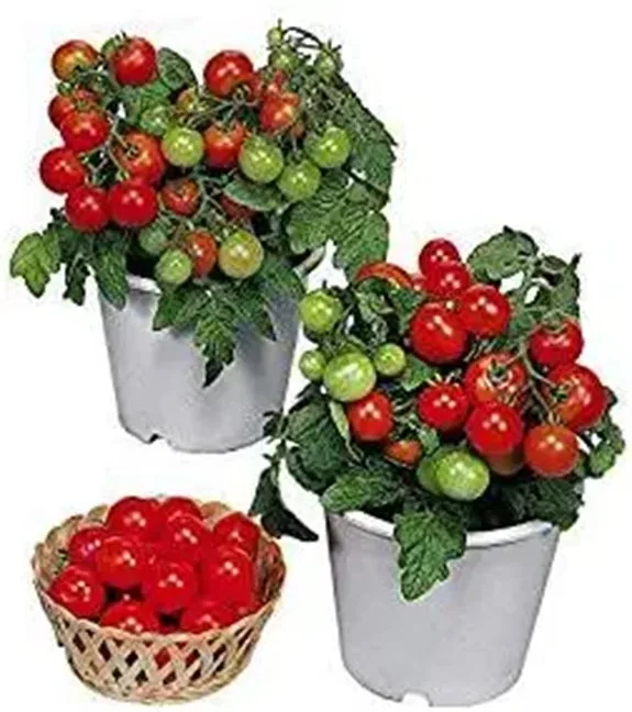 dwarf red heirloom tomato