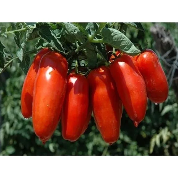 heat tolerant productive hybrid tomatoes