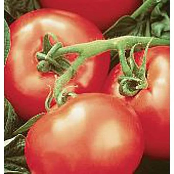 non gmo heatwave ii tomato seeds