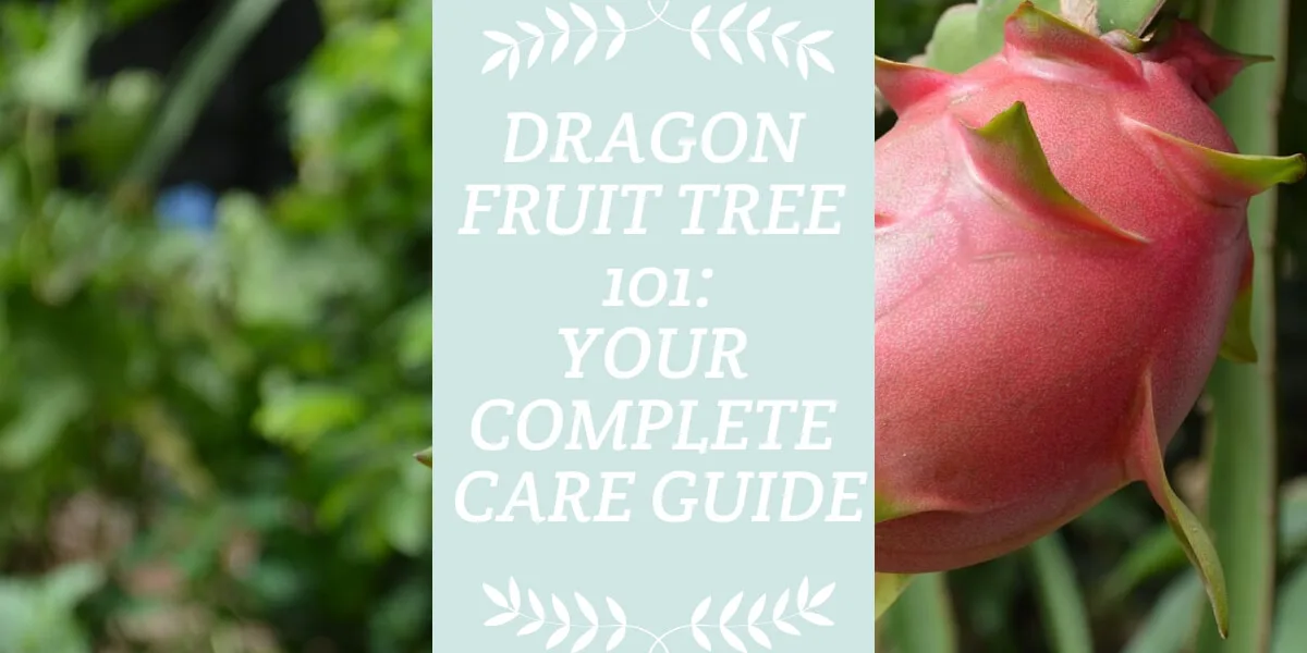 Dragon Fruit Tree