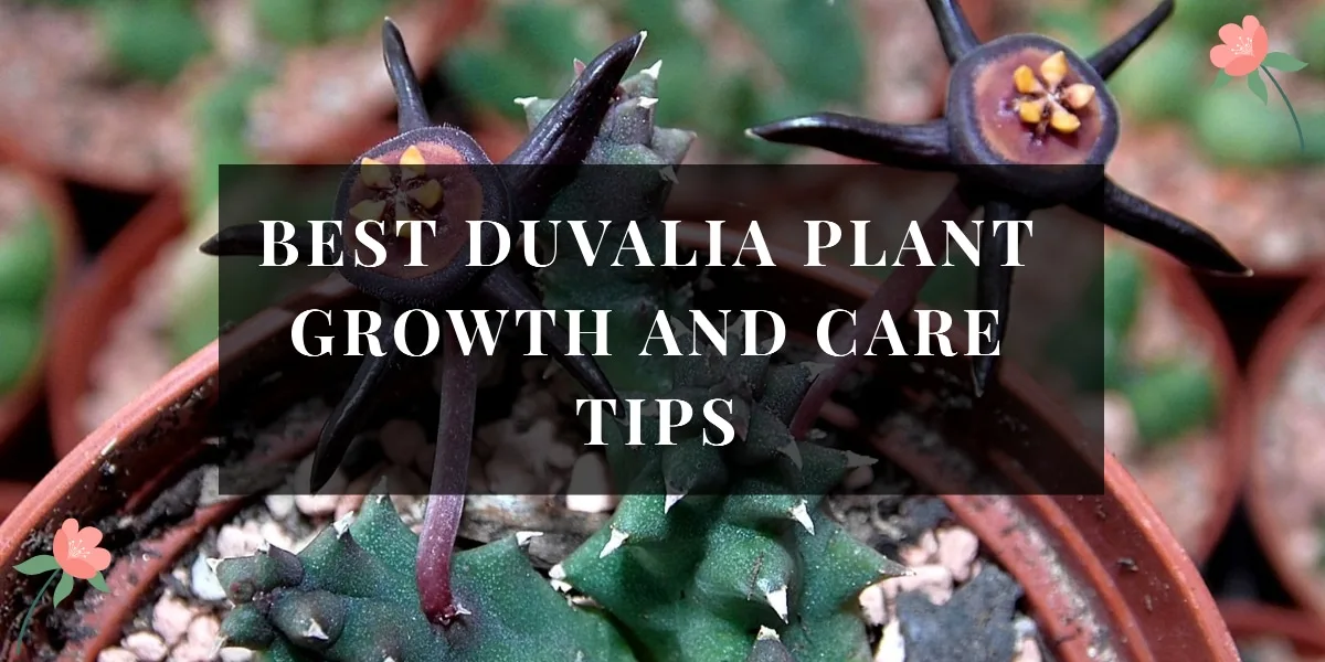Duvalia Plant