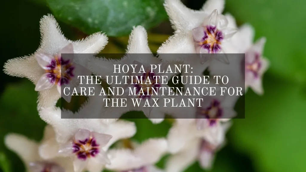 Hoya Plant: The Ultimate Guide to Care and Maintenance for the Wax Plant