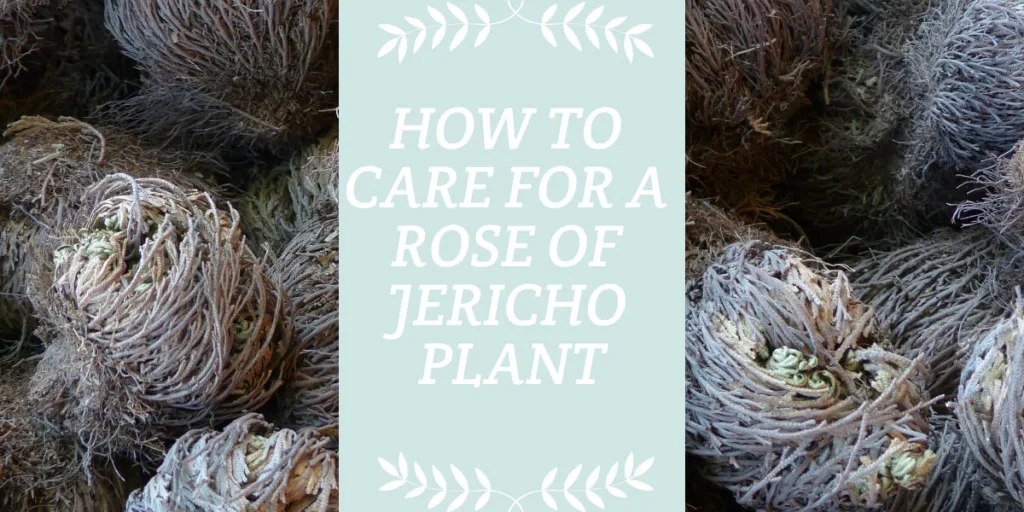 How to Care for a Rose of Jericho Plant